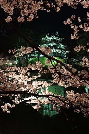 高田観桜会