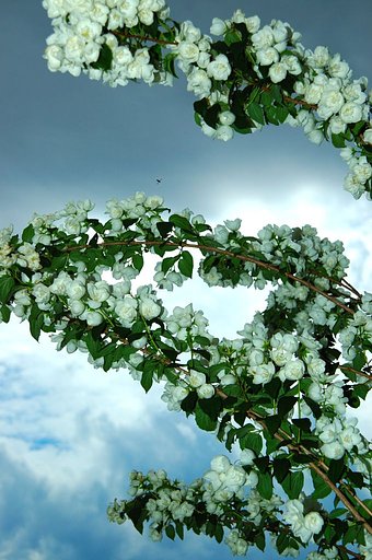 空を渡る花