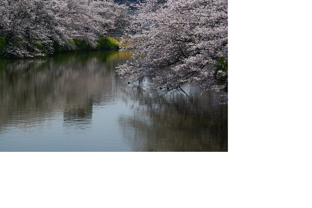 十間川の桜（佐原）