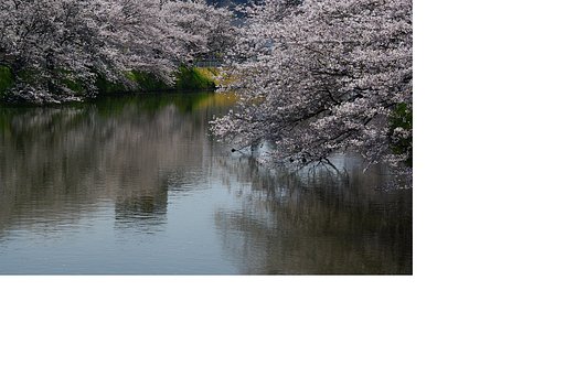 十間川の桜（佐原）