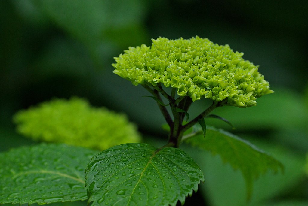 雨に濡れる紫陽花