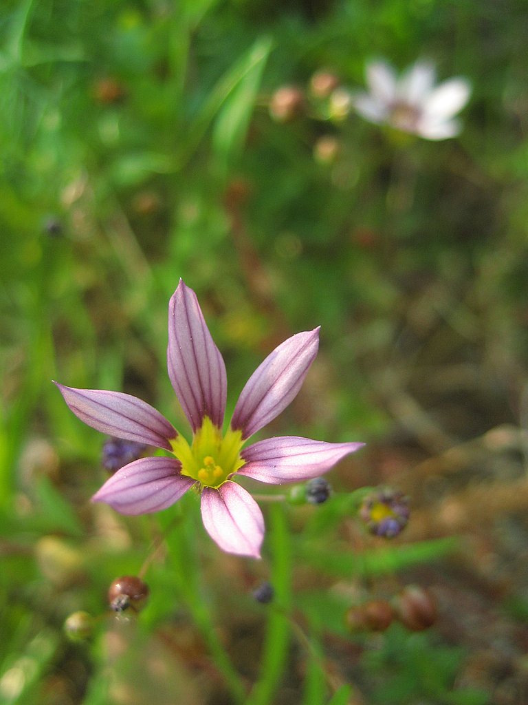 ち〜っこい野の花