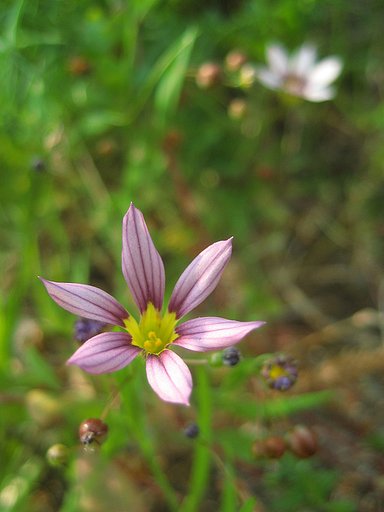 ち〜っこい野の花