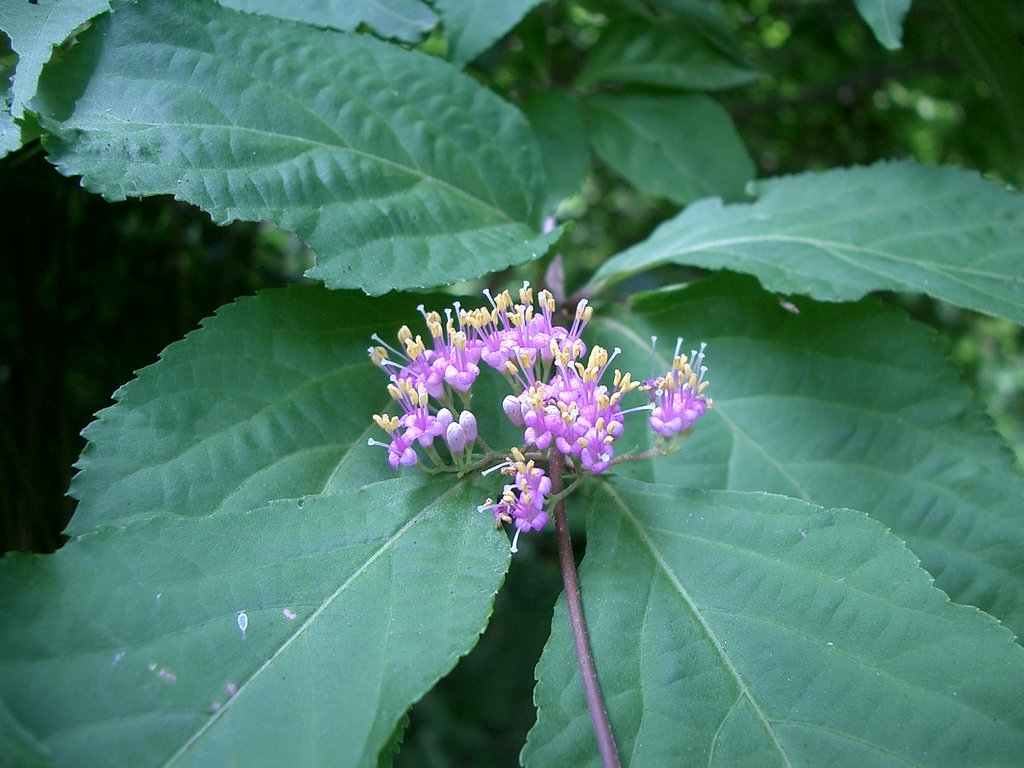 〜コムラサキの花〜