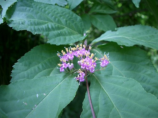 〜コムラサキの花〜