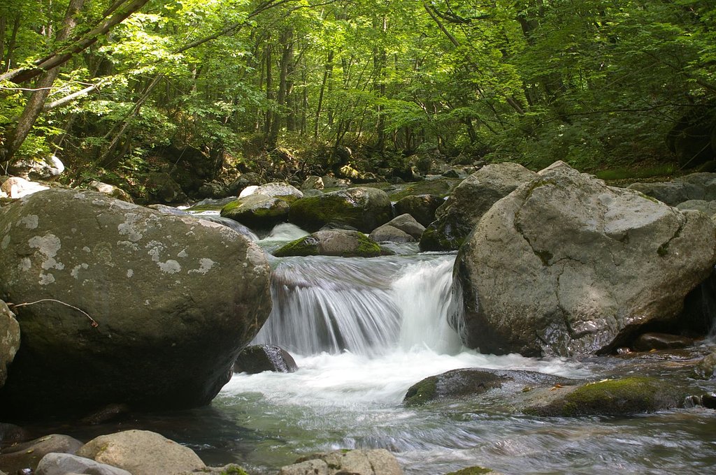 亀田川上流