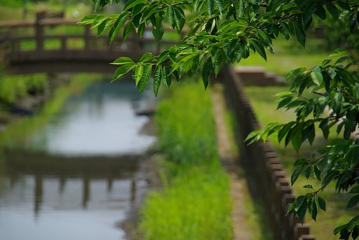 桜葉や花爛漫の夢のあと