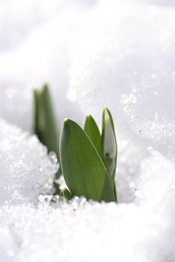 White New Year