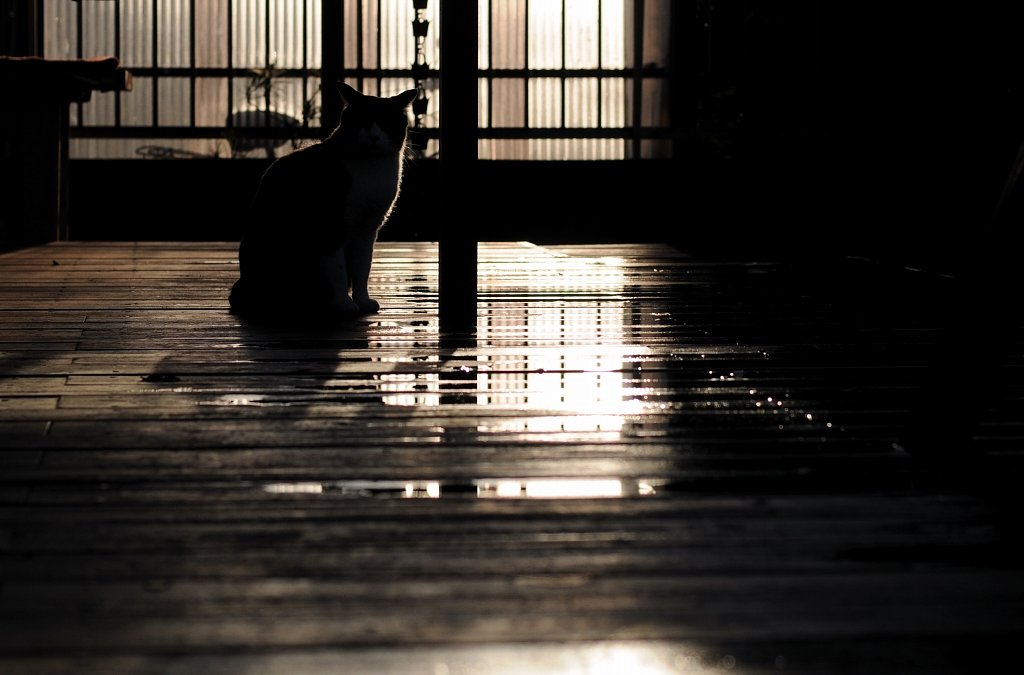 猫