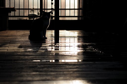 猫