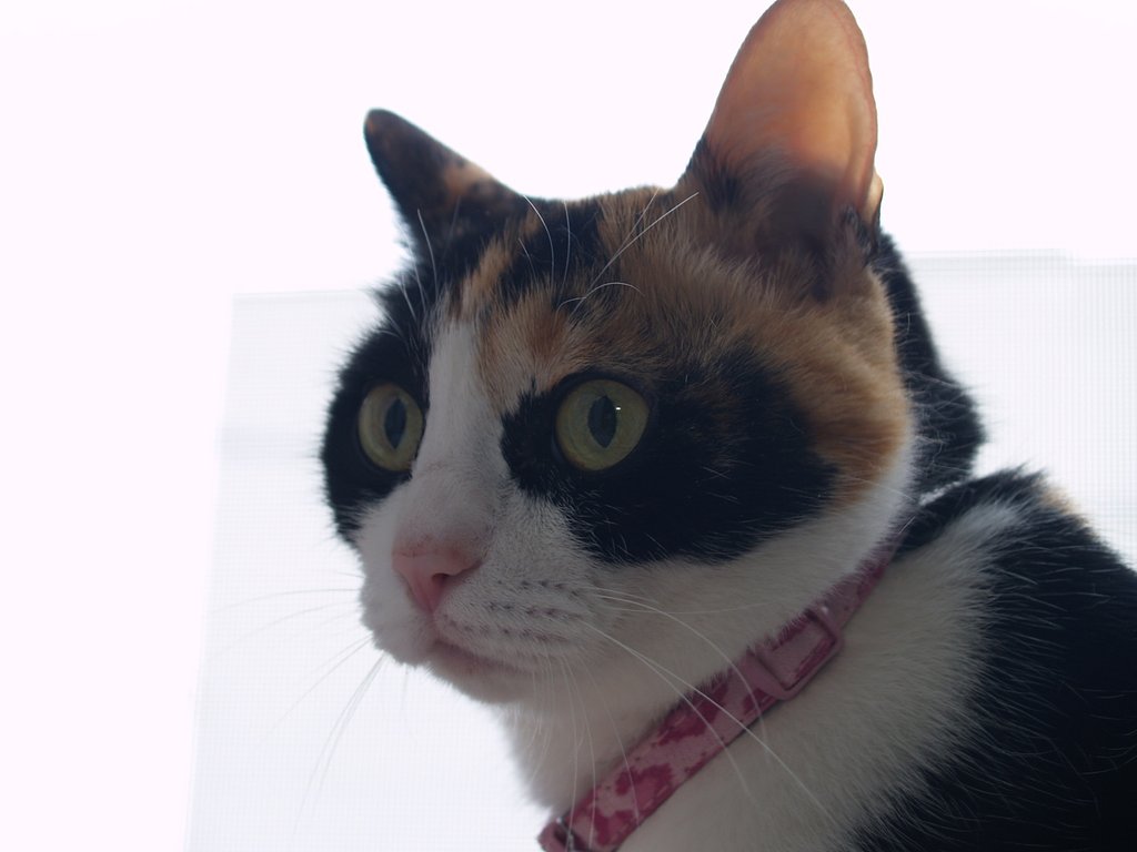 お嬢さま