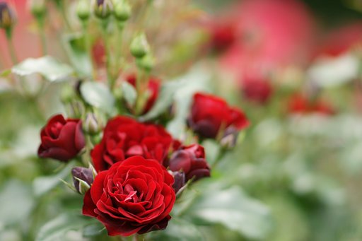 薔薇２