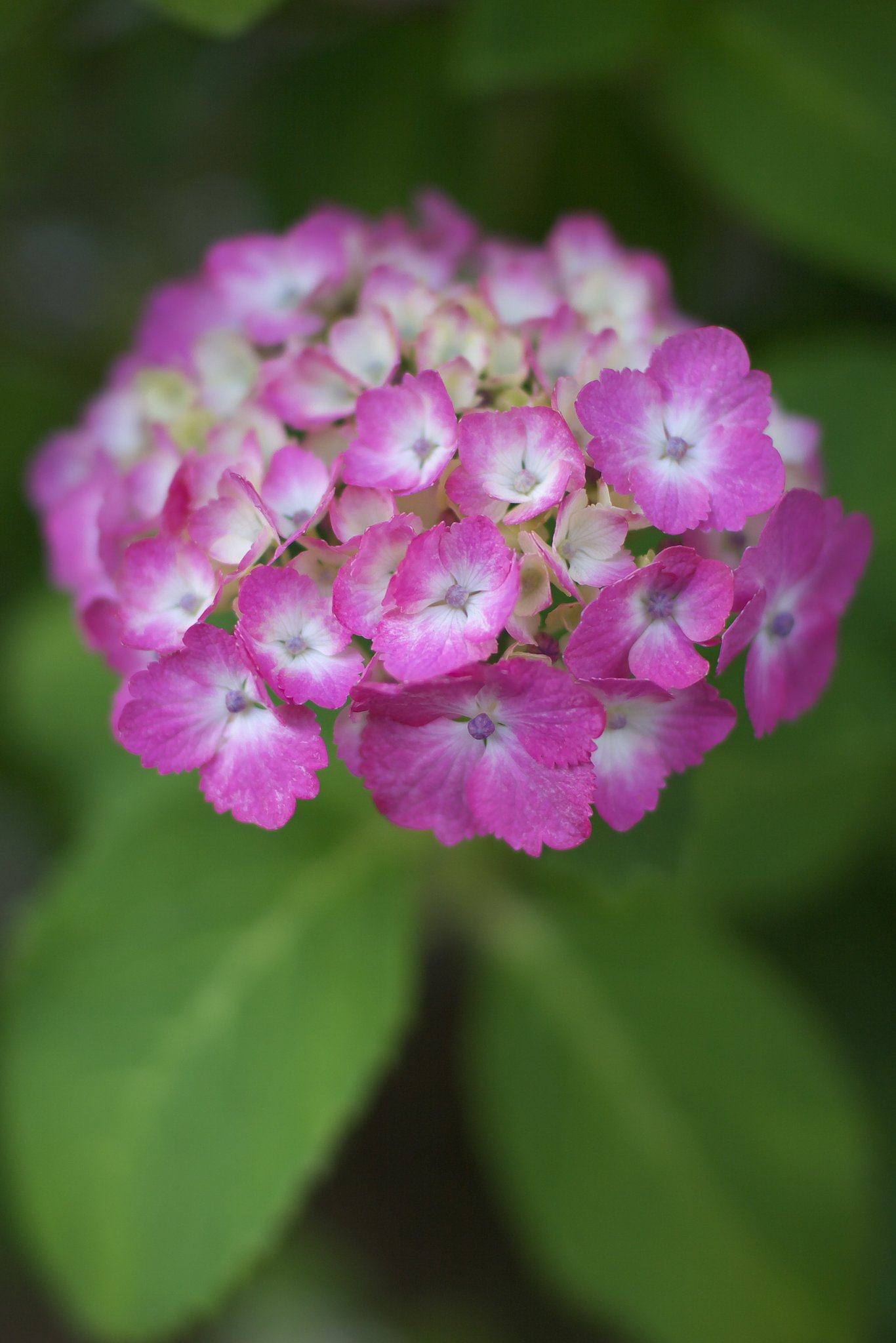 紫陽花