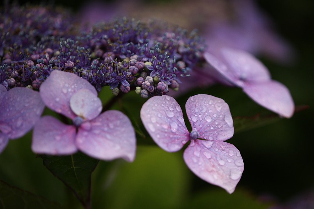 ピンクの紫陽花