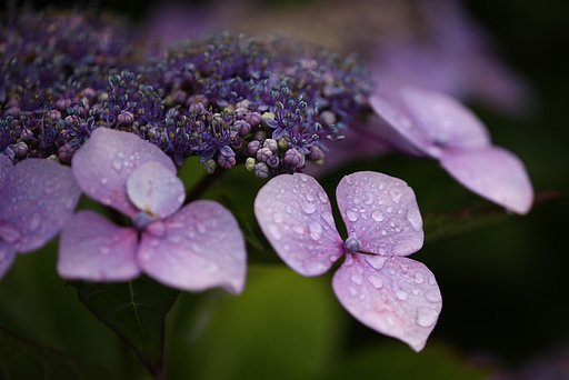 ピンクの紫陽花