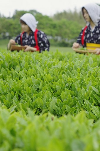 大山 新茶祭り
