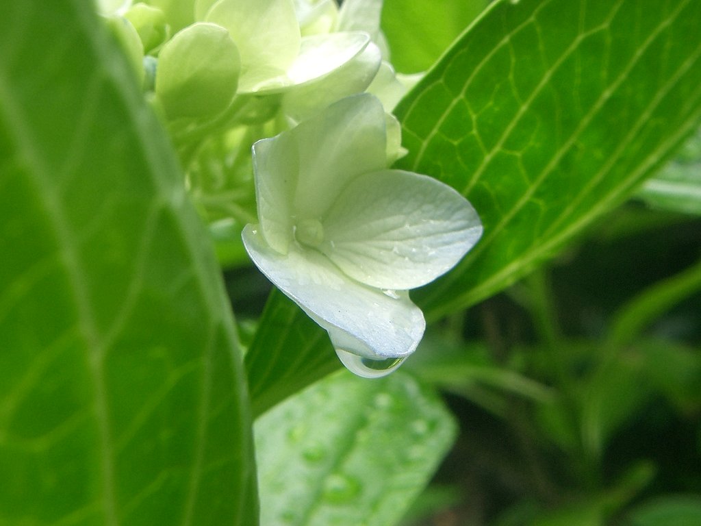 梅雨雫