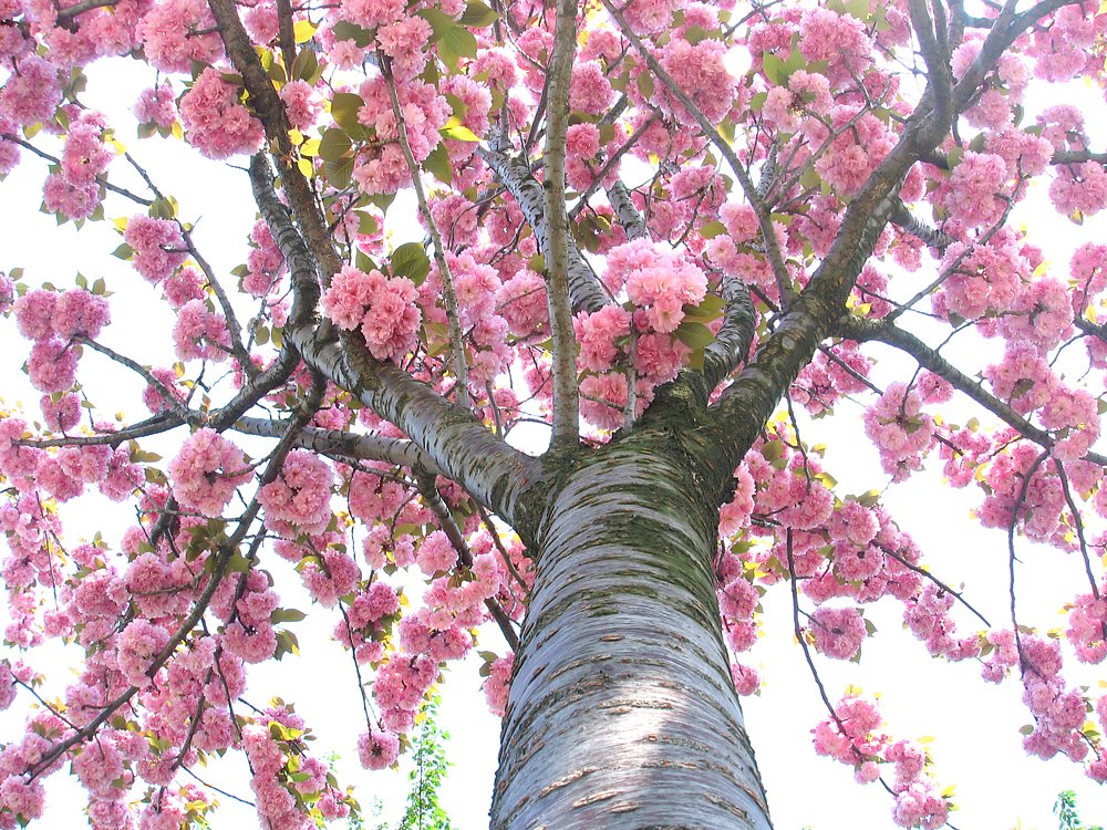 花の数だけ幸せ