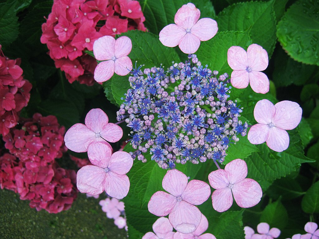 紫陽花空間