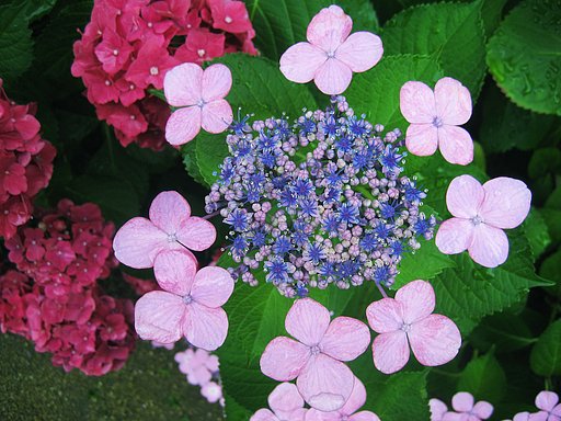 紫陽花空間