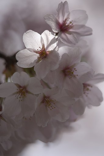 輝き