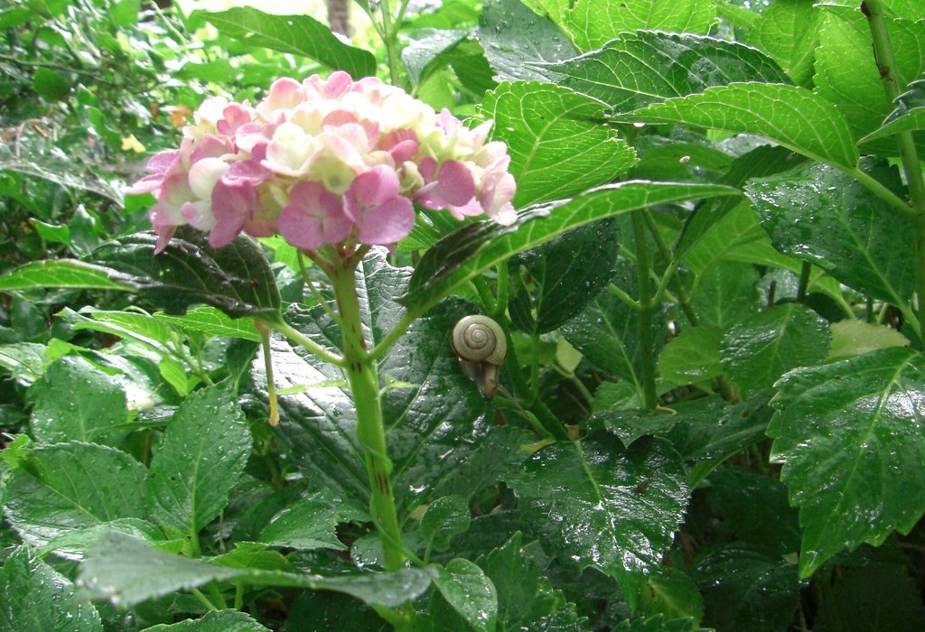カタツムリ　と　アジサイ