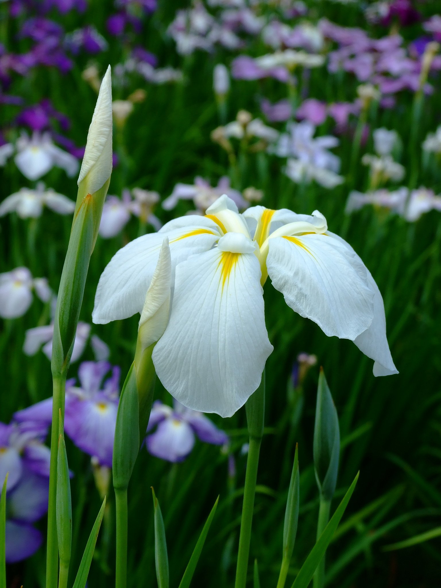 花菖蒲１