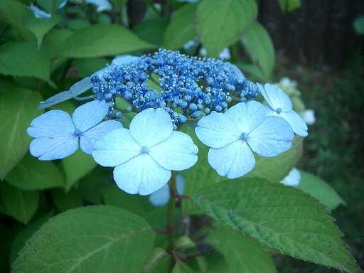 〜鎌倉散策-1３-　明月院の紫陽花〜