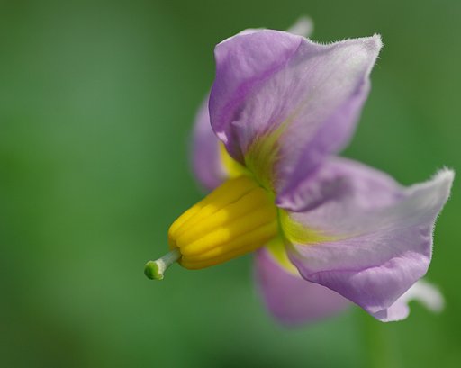 野菜シリーズ