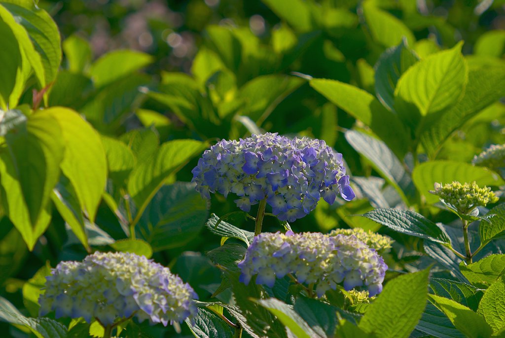 「植」紫陽花