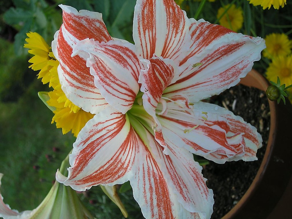 ユリの花