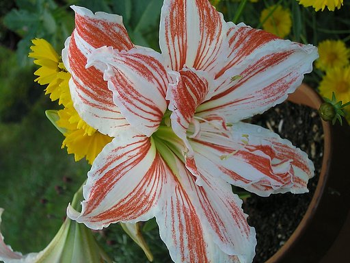 ユリの花