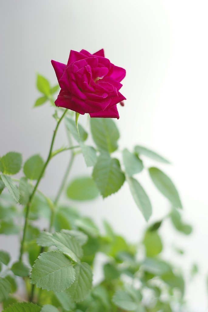 赤い薔薇