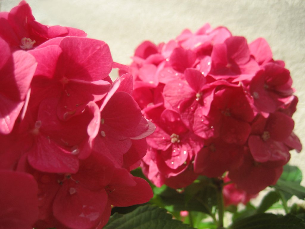 陽射し浴びると
