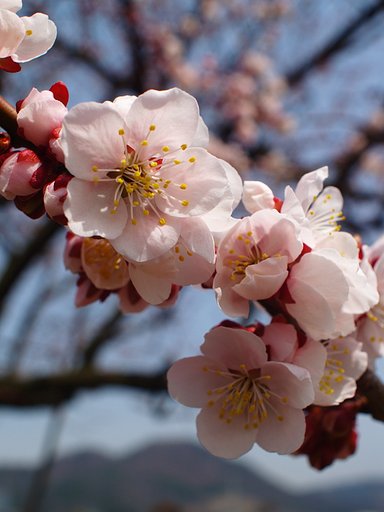 隣の畑の梅の花