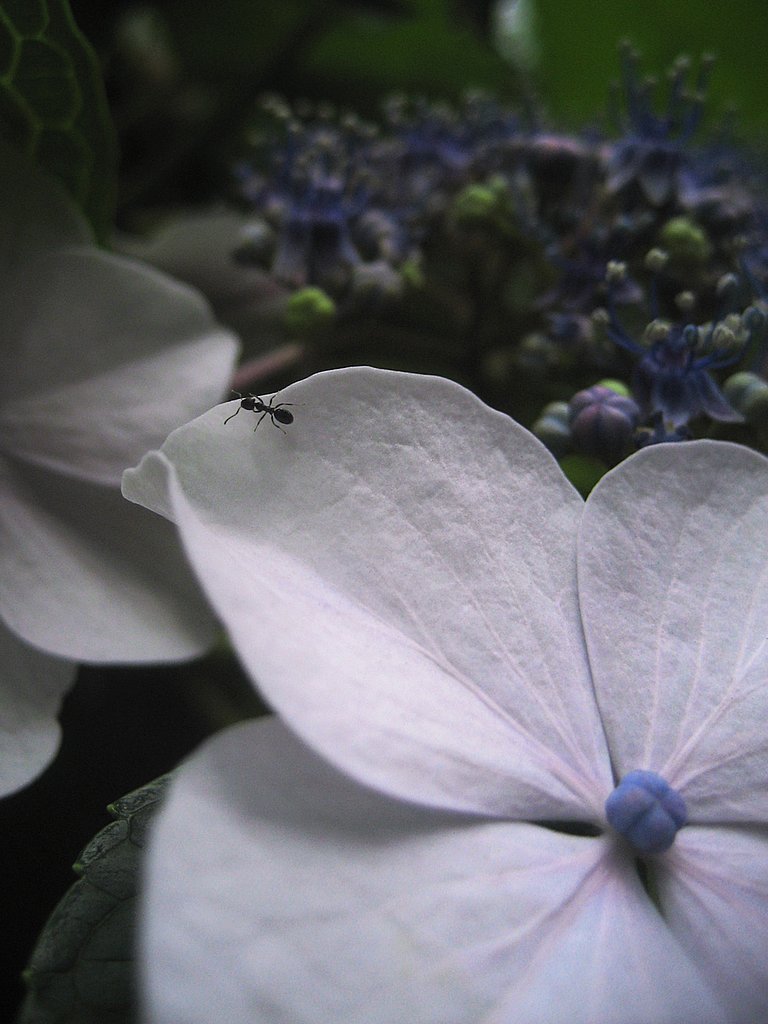 【Silver】The world of Arisai