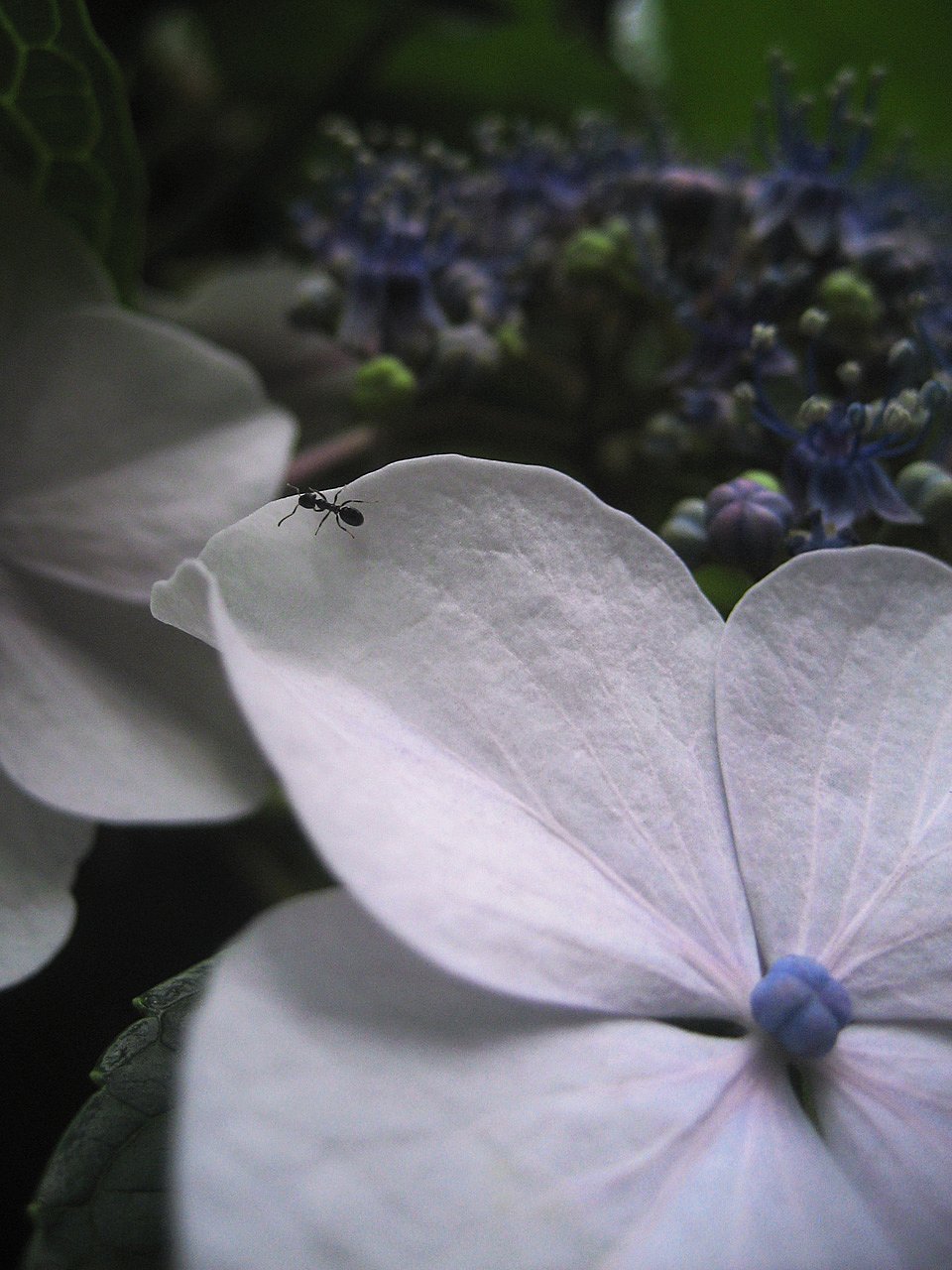 【Silver】The world of Arisai