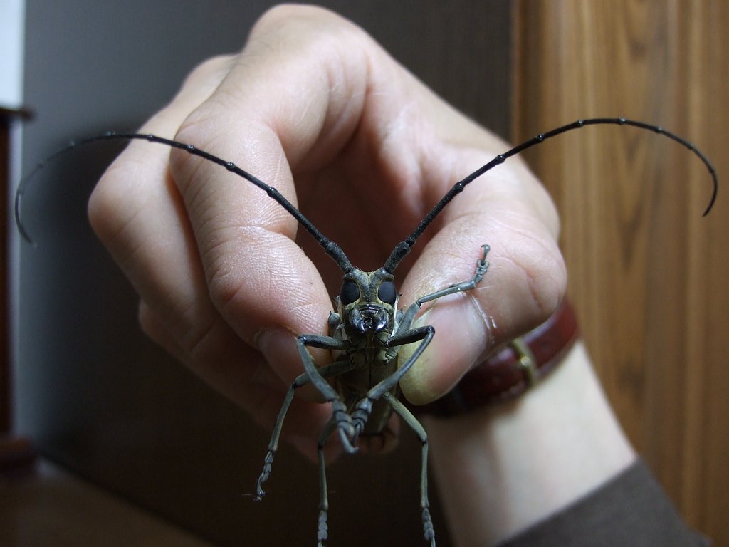 今年初の甲虫