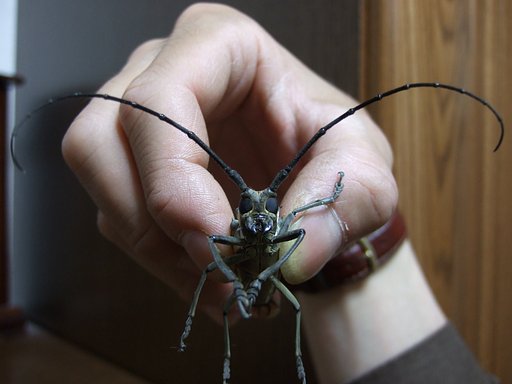 今年初の甲虫