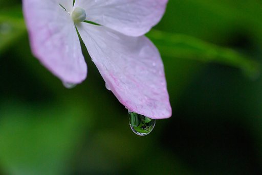 梅雨の雫