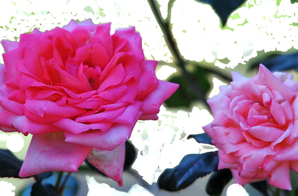 薔薇多重露出