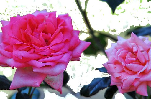 薔薇多重露出