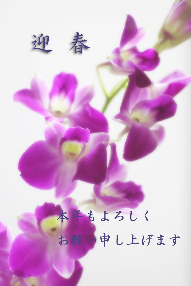 遅ればせながらお年賀