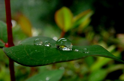 №１　水滴の親子