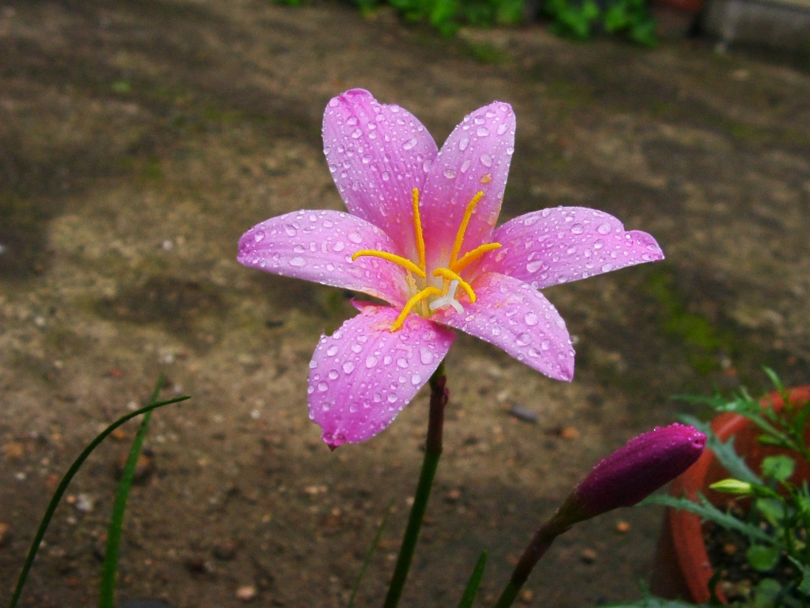 花の名前を教えてください！