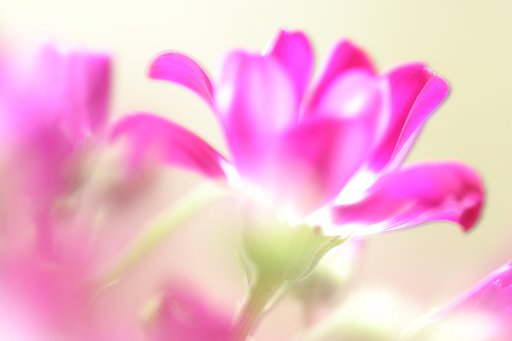花探し