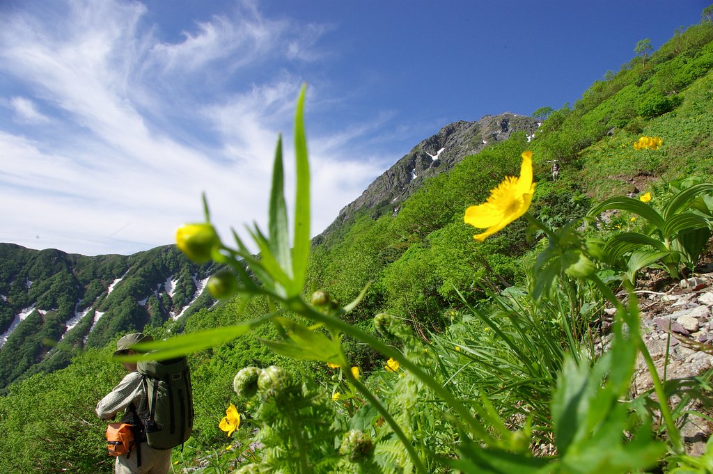 北岳２：夏山に咲く