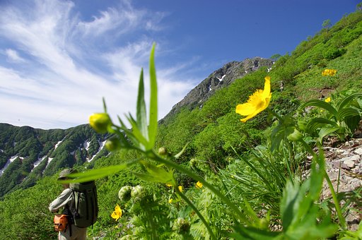 北岳２：夏山に咲く