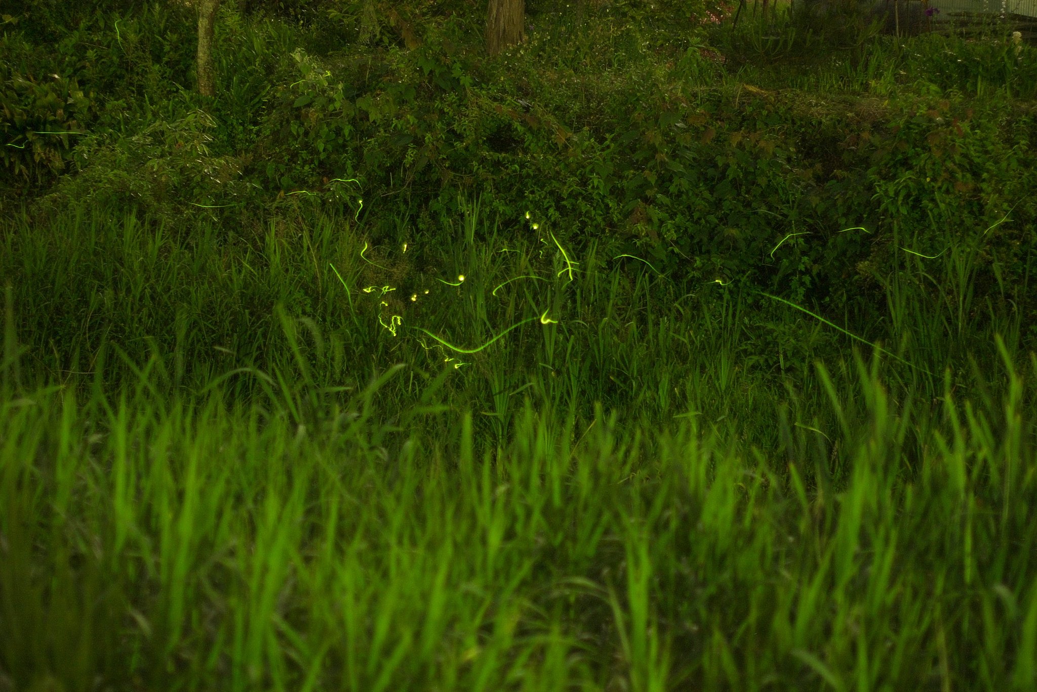 すみません、又この村の川の蛍です。