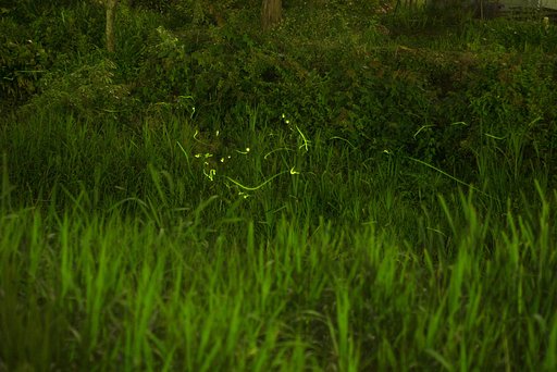 すみません、又この村の川の蛍です。